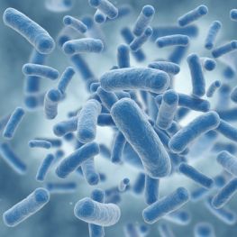 Infektionskrankheiten A-Z Crashkurs